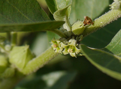 ashwagandha fleur