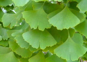 feuille d arbre de ginkobiloba