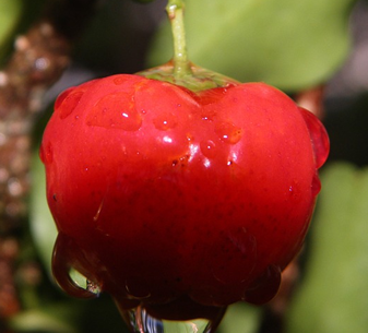 fruit d acerola